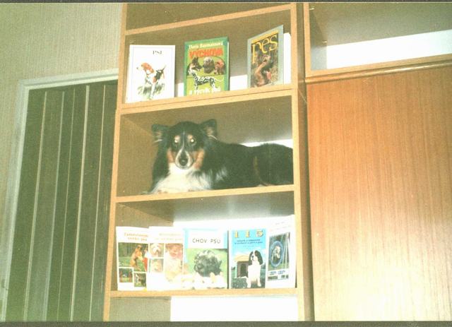 psí knihovna 1